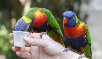 Hand Reared Birds for Sale