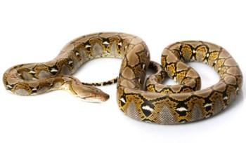 Reticulated Pythons for Sale